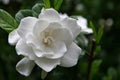 Frost Proof Gardenia Shrub 1 Gallon I630