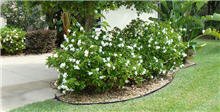 Frost Proof Gardenia Shrub 1 Gallon I630