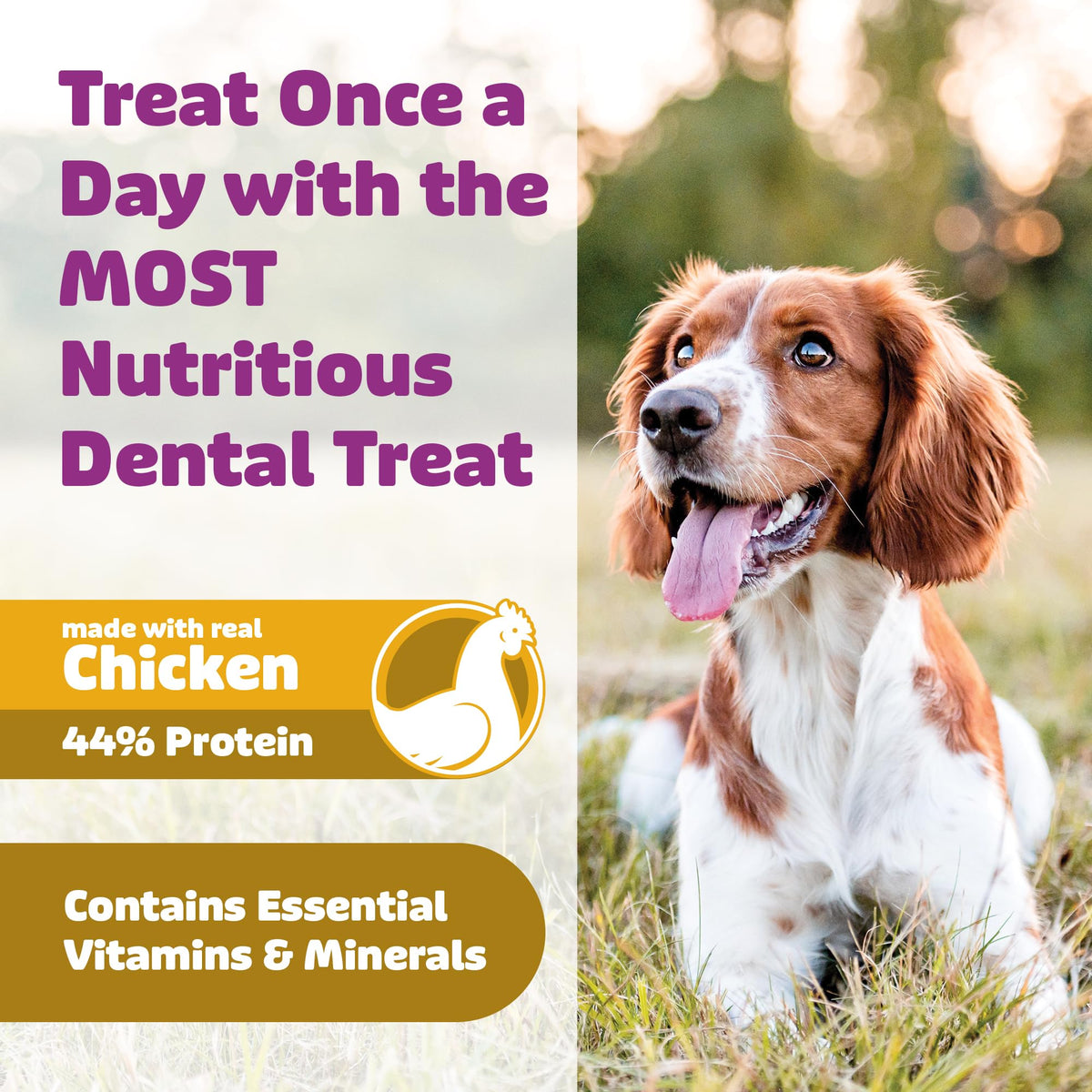 Chicken Dog Dental Treats 24oz & 36 oz I398